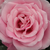 Różowy  - Róże rabatowe floribunda - Milrose